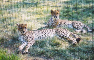 Africa Safari Journal on Cheetahs Lemurs A Serval An Exotic Cat And An African Porcupine