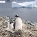 antarctica-oceanwide-expeditions-236