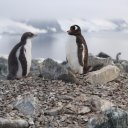 antarctica-oceanwide-expeditions-29