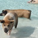 Stanley-Cay-Bahamas-Swimming-Pigs-35