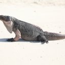 Stanley-Cay-Bahamas-Swimming-Pigs-43