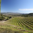View of the Napa Valley from Newton Vineyards