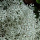 Alaskan Lichen - nowhere near the ocean!