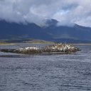 cormorants-beagle-channel