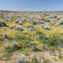 Flowers-Desert