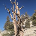 eastern-sierra-white-mountains-6