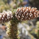 eastern-sierra-white-mountains-9