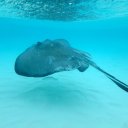 stingray-city-cayman-islands-3