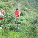 Coffee-Finca-Colombia-Cafe-Artisanal-Cirpes-1