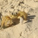 Rosario-Island-Crab