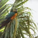 Rosario-Islands-Parrot