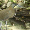 colombian-bird