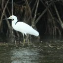 egret-rosario-islands