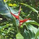 Heliconia-Flower