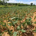 vinales-cuba-11