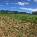 vinales-cuba-12