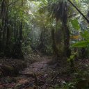 dominica-nature-island-38