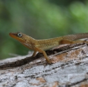 lizard-dominica1