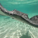 french-polynesia-marine-life-2