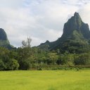 moorea-french-polynesia-tahiti-6