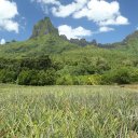 moorea-island-french-polynesia-16