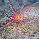 guam-lionfish