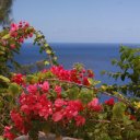 Bougainvillea-overlooking-the-beautiful-blue-of-the-Pacific-Ocean