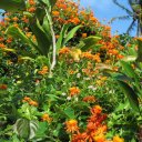 Beautiful flowers near Hana, Maui