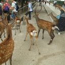 nara-japan-3