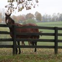 lexington-kentucky-versailles-3