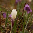 Pretty flowers hillsides