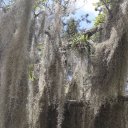 jean-lafitte-swamp-tour-5