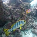 baros-island-maldives-marine-life-17