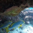 baros-island-maldives-marine-life-21