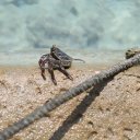 baros-island-maldives-marine-life-9