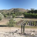 San-Jose-del-Cabo-Organic-Farm-9