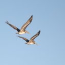 pelicans-cabo-wabo