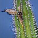 Bird-Cactus-Mexico