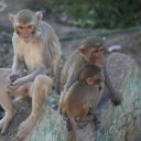 myanmar-bagan-1