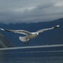 Gull-perfectly-captured-in-flight-Norwegian-fjords