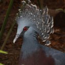 Victoria Crown Pigeon