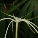 A delicate orchid at the National Orchid Garden in Port Moresby