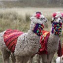 Cute Llamas wearing sunglasses