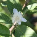 st-kitts-guava