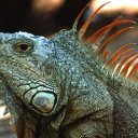 Mexico - Iguana, Ixtapa