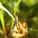 spider-solomon-islands