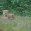 A lioness on the lookout for prey