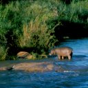 Hippos out of the water during day time are a rare sight, so this was a treat to see