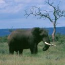 Proud and mighty, this solitary bull elephant roams the plains of Satara