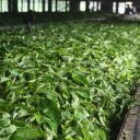 Tea leaves drying at Mackwoods Estate